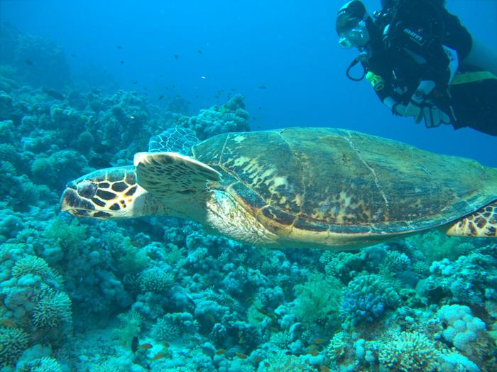 Gordon Reef