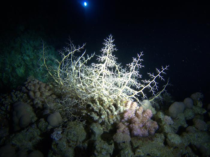 Gordon Reef