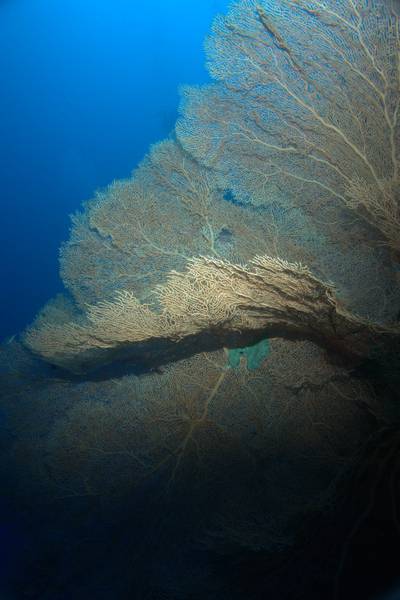 Red Sea sea fan