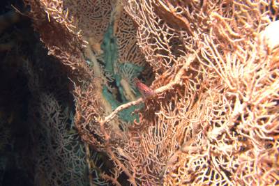Longnose hawkfish