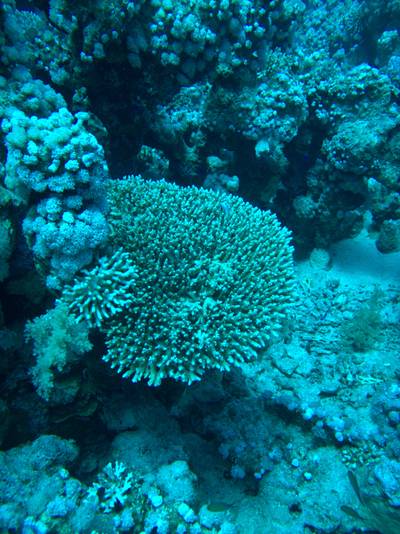 Table corals