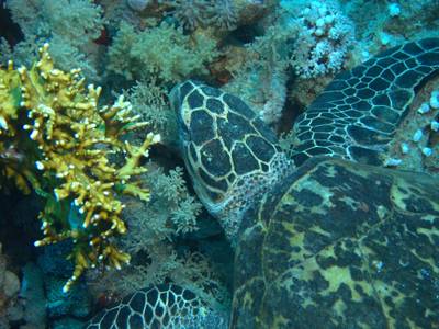 Green sea turtle