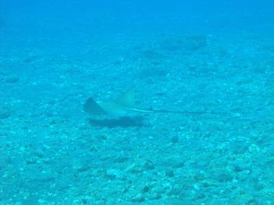 Common eagle ray