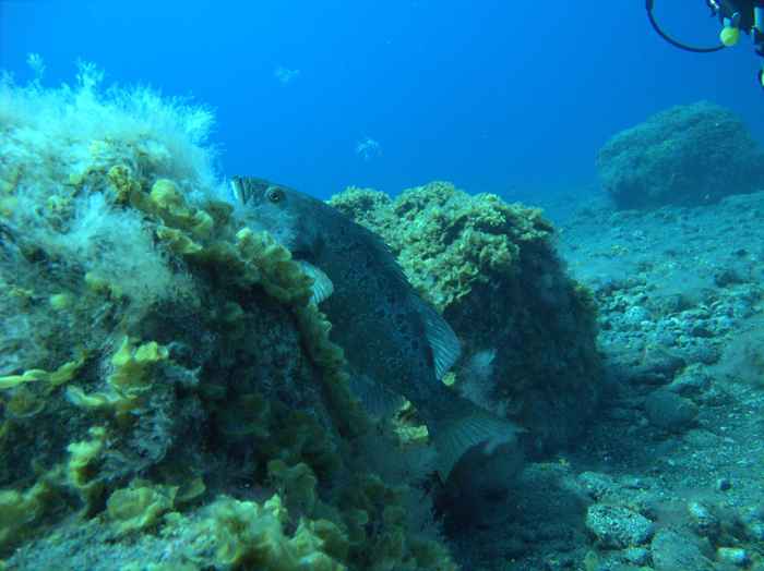 Groupers & sea bass
