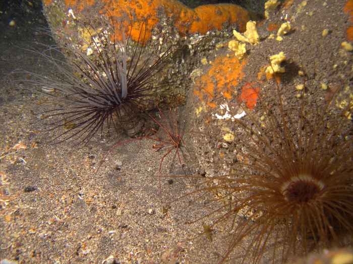 Sea anemones