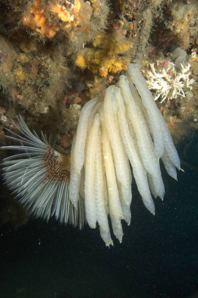 Twin fan worm