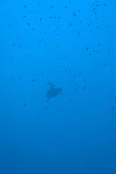 Ocean sunfish