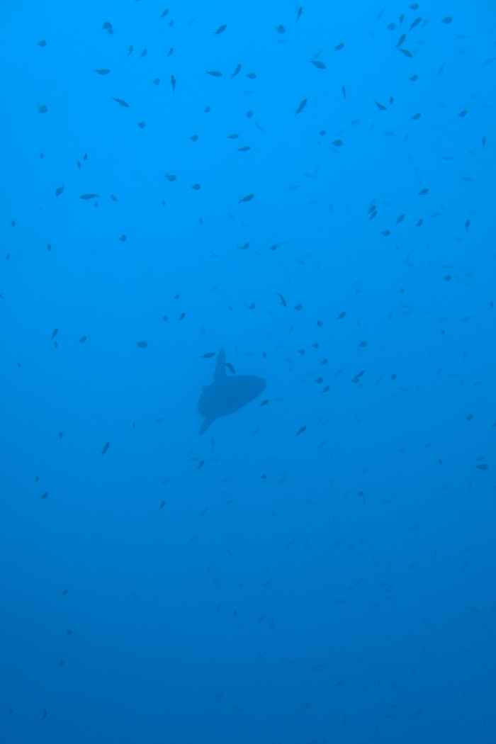 Ocean sunfish