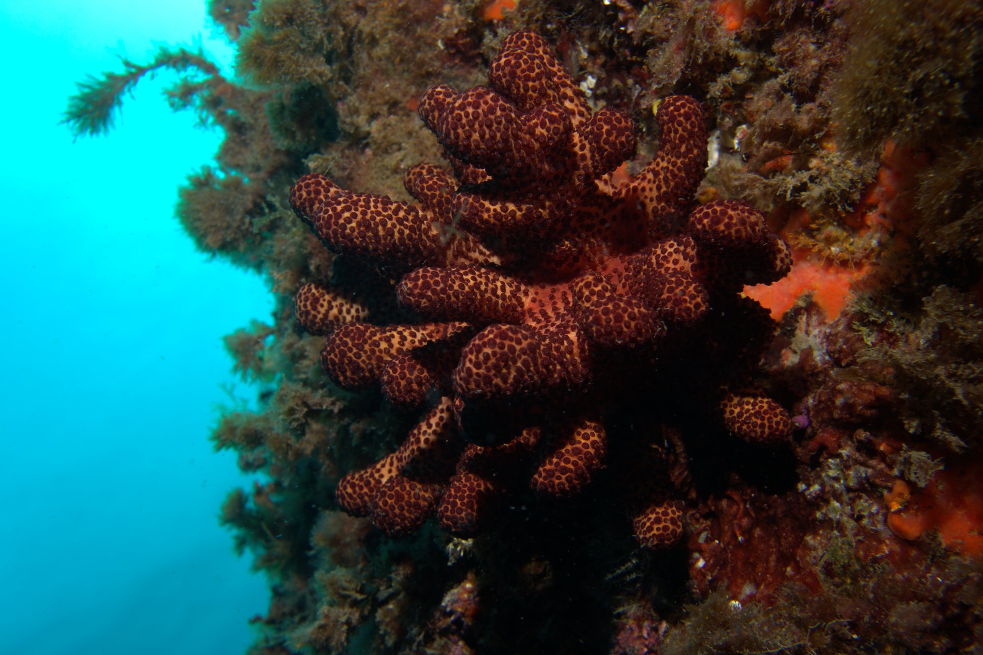 Soft corals & sea pens
