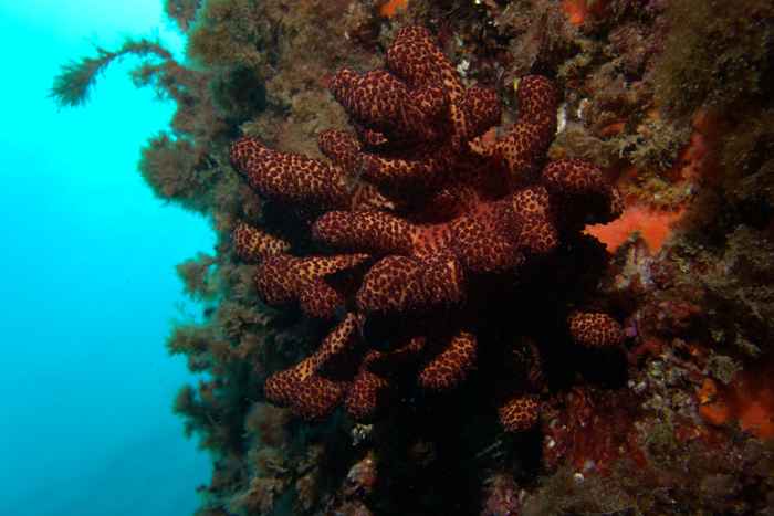Soft corals & sea pens