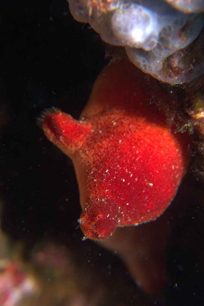 Tunicates