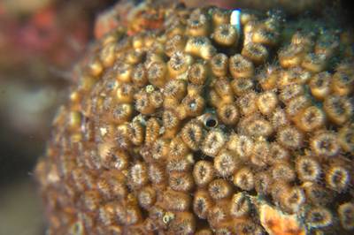 Mediterranean stony coral