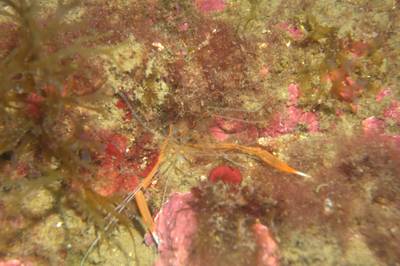 Golden Coral Shrimp