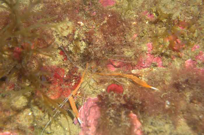Marine shrimps