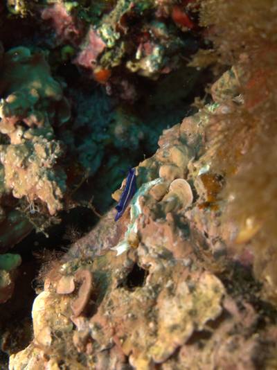 Orsini sea slug