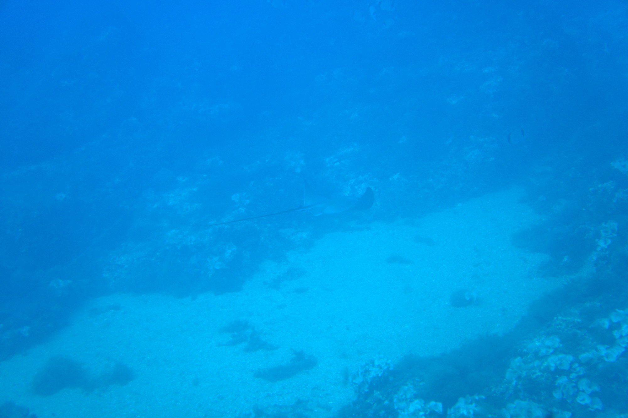 Rays