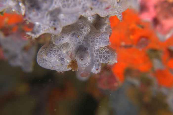 Sponges