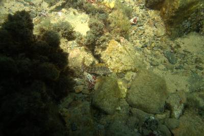 Blenny