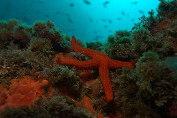 Starfish