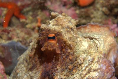 Common octopus