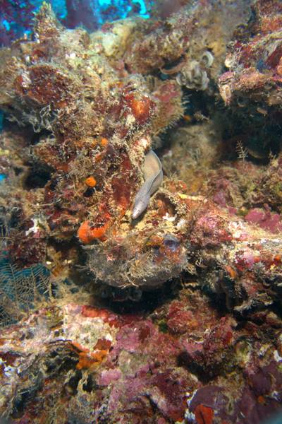 Grey moray