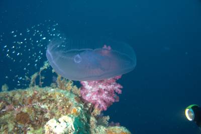 Carnation tree coral