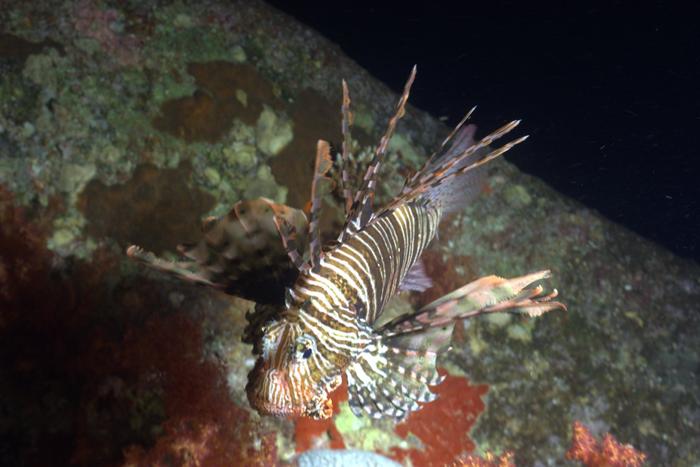 S.S. Thistlegorm