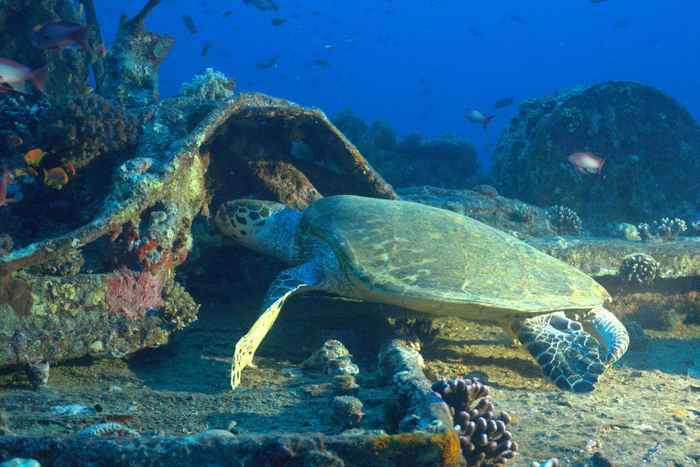 Sea turtles