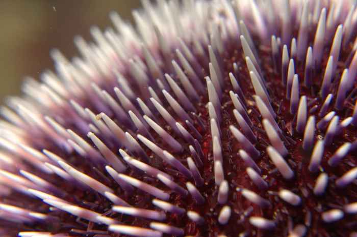 Sea urchins