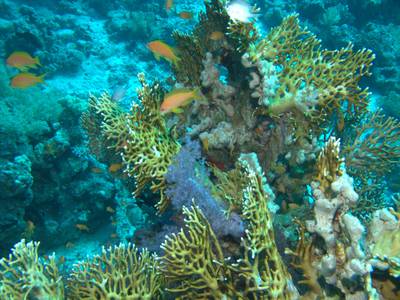 Net fire coral