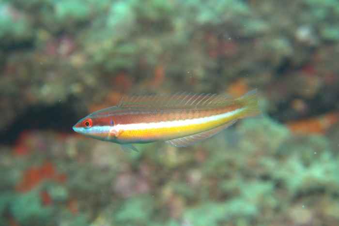 Wrasses