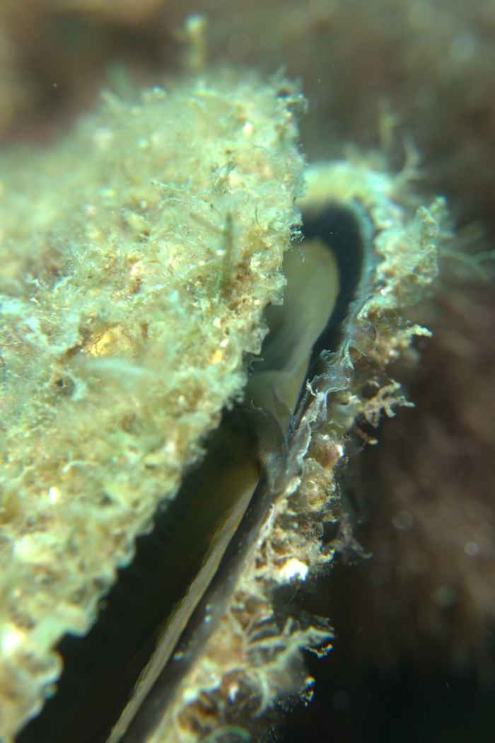 Bivalves