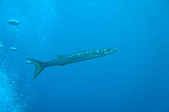 Barracudas
