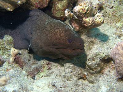 Giant moray