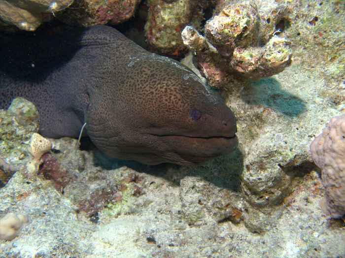 Moray eels