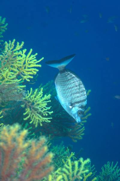 Sharpsnout seabream