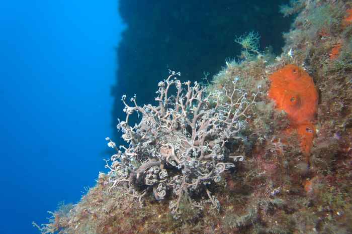 Brittle stars