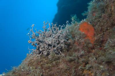 Mediterranean basket star