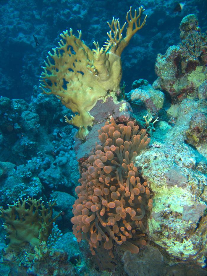 Woodhouse Reef
