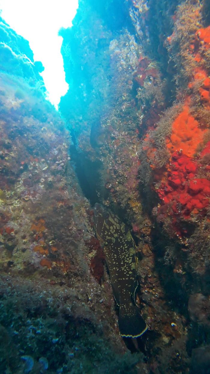 Roca Muladera