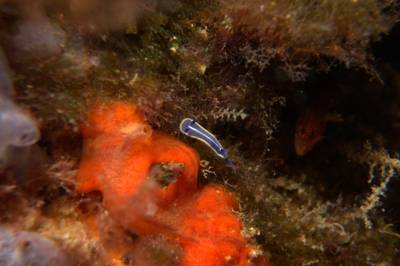Tricolour sea slug